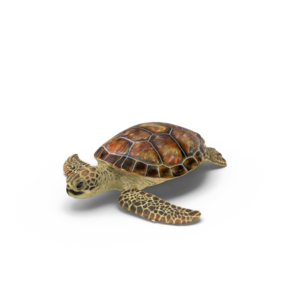 Turtle Transparent PNG PNG Clip art