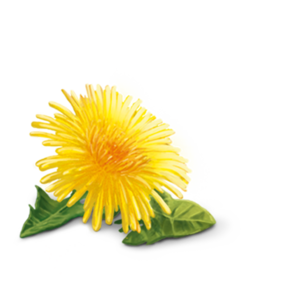 Yellow Dandelion PNG HD PNG Clip art