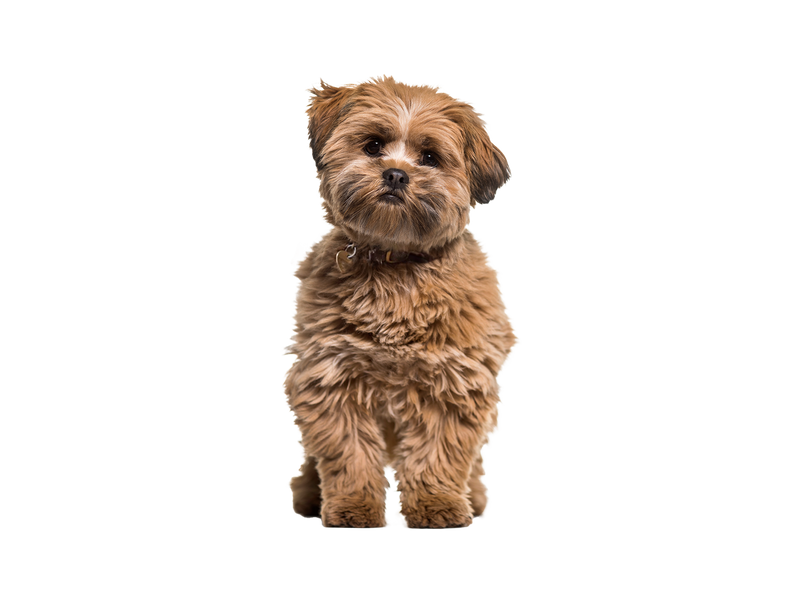 Lhasa Apso dog on white transparent background