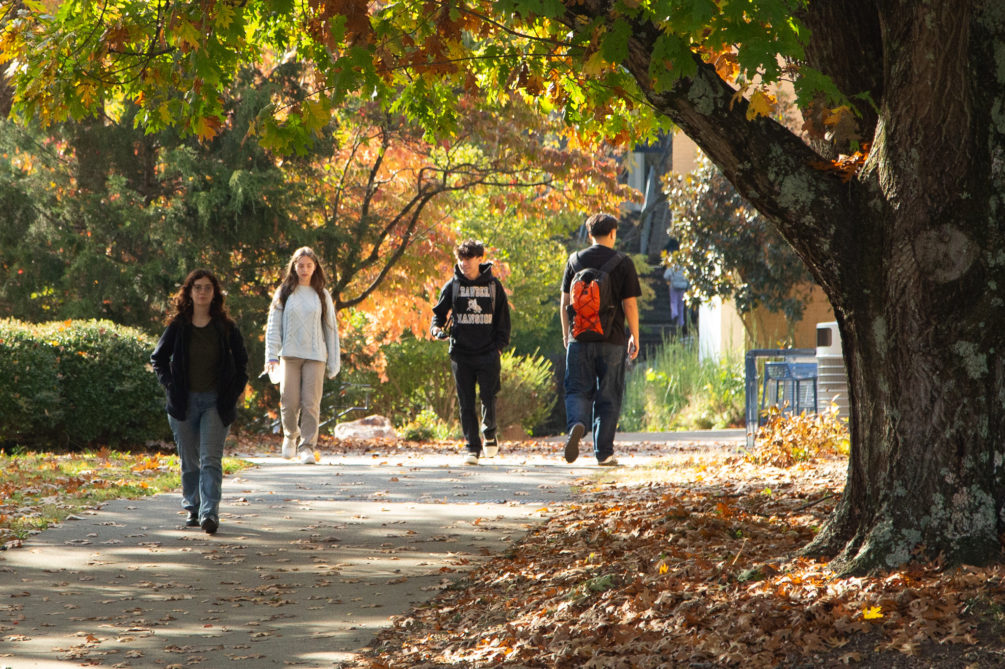 Students walking under fall trees on campus