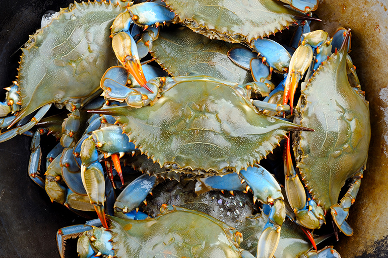 Blue Crabs: Restaurant Named for a Delicacy from Elsewhere Doesn’t Last