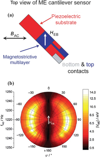 Figure 34: 
						(a) Schematic of an exchange bias mediated self-biased ME composite in a cantilever configuration, (b) corresponding ME voltage response of the self-biased sensor as a function of inclination angle and frequency in the absence of DC bias (Jahns et al. 2013).
					