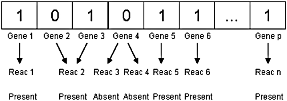 Figure 2: 
Bee representation of a metabolic genotype.
