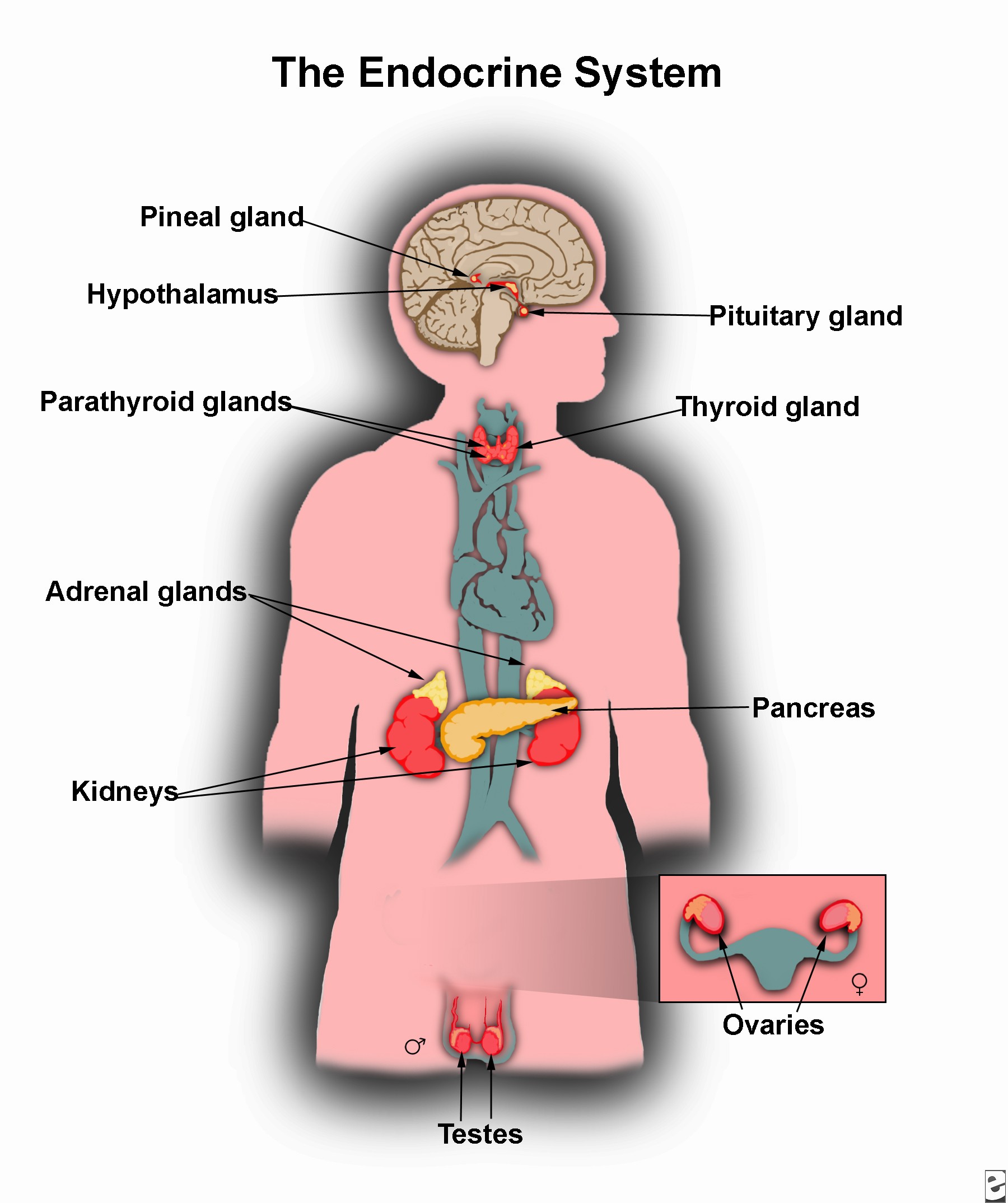 Labelled Diagram Of The Endocrine System