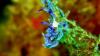 head shot of a blue dragon nudi