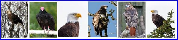 Six Raptors or Birds of Prey, Bald Eagle, Turkey Vulture, Golden Eagle, Red Tailed hawk