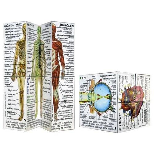 Human Anatomy Study Cubes