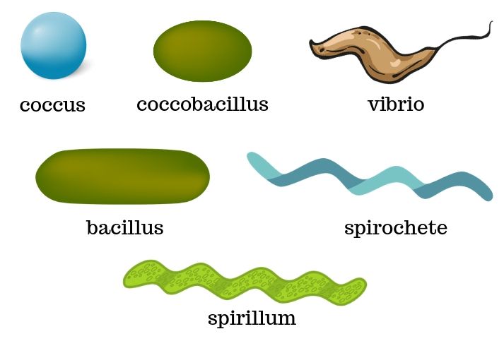 Shapes Of Bacteria