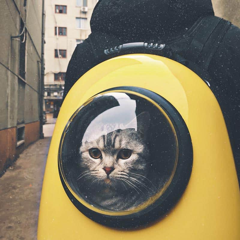 cat bubble backpack