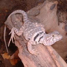 Eastern Collared Lizard