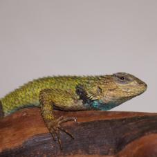 Emerald Swift (Sceloporus malachiticus)