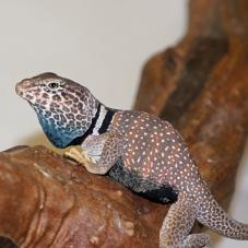 Desert Collared Lizard (Crotaphytus bicinctores)