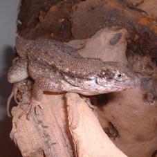 Curly Tail Lizard (Leiocephalus carinatus)