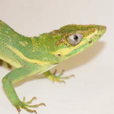 Cuban Knight Anole (Anolis equestris)