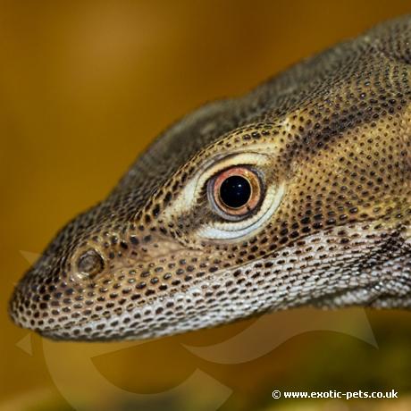 Freckled Monitor