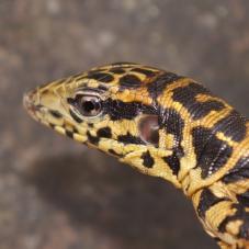 Golden Tegu (Tupinambis teguixin)