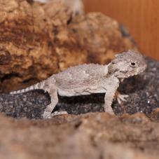 Desert Horned Lizard (Phrynosoma platyrhinos)