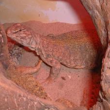 Sudan Uromastyx (Uromastyx dispar)