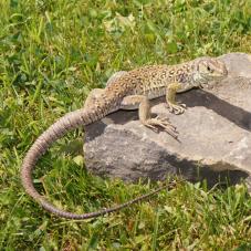 European Eyed Lizard