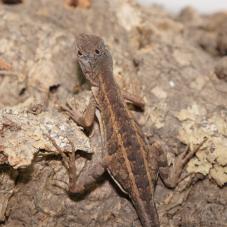 Three Eyed Madagascan Iguana (Chalarodon madagascariensis)