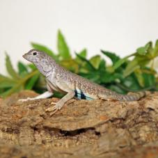 Zebra Tail Lizard (Callisaurus draconoides)