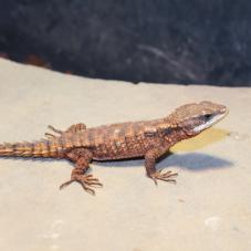 Dwarf Sun Gazer (Cordylus tropidosternum)