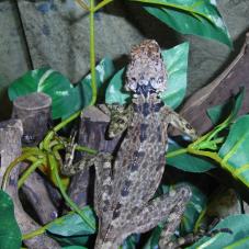 Collard Tree Lizard (Plica plica)