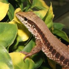 Giant Ameiva (ameiva ameiva)