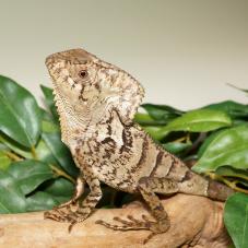 Helmeted Iguana (Corytophanes cristata)