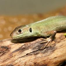 Western Green Lizard (Lacerta bilineata)