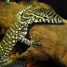 Nile Monitor (Varanus niloticus)