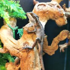 Brown Basilisk (Basiliscus vittatus)