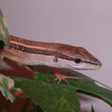 Asian Long Tailed Lizard (Takydromus sexlineatus)