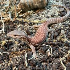 Ackie or Ridge Tailed Monitor (Varanus acanthurus)