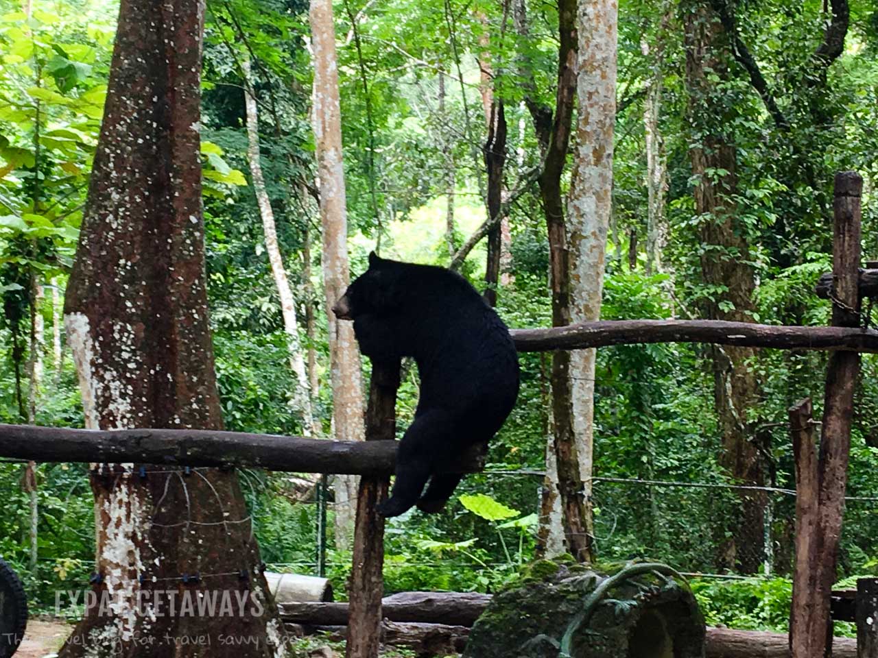 Visit the rescued bears at Tat Kuang Si Bear Rescue Centre. Luang Prabang, Laos. Expat Getaways, 48 Hours in Luang Prabang, Laos.