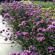 verbena for sale