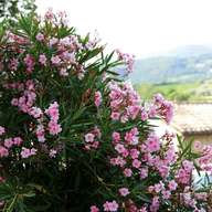 oleander for sale