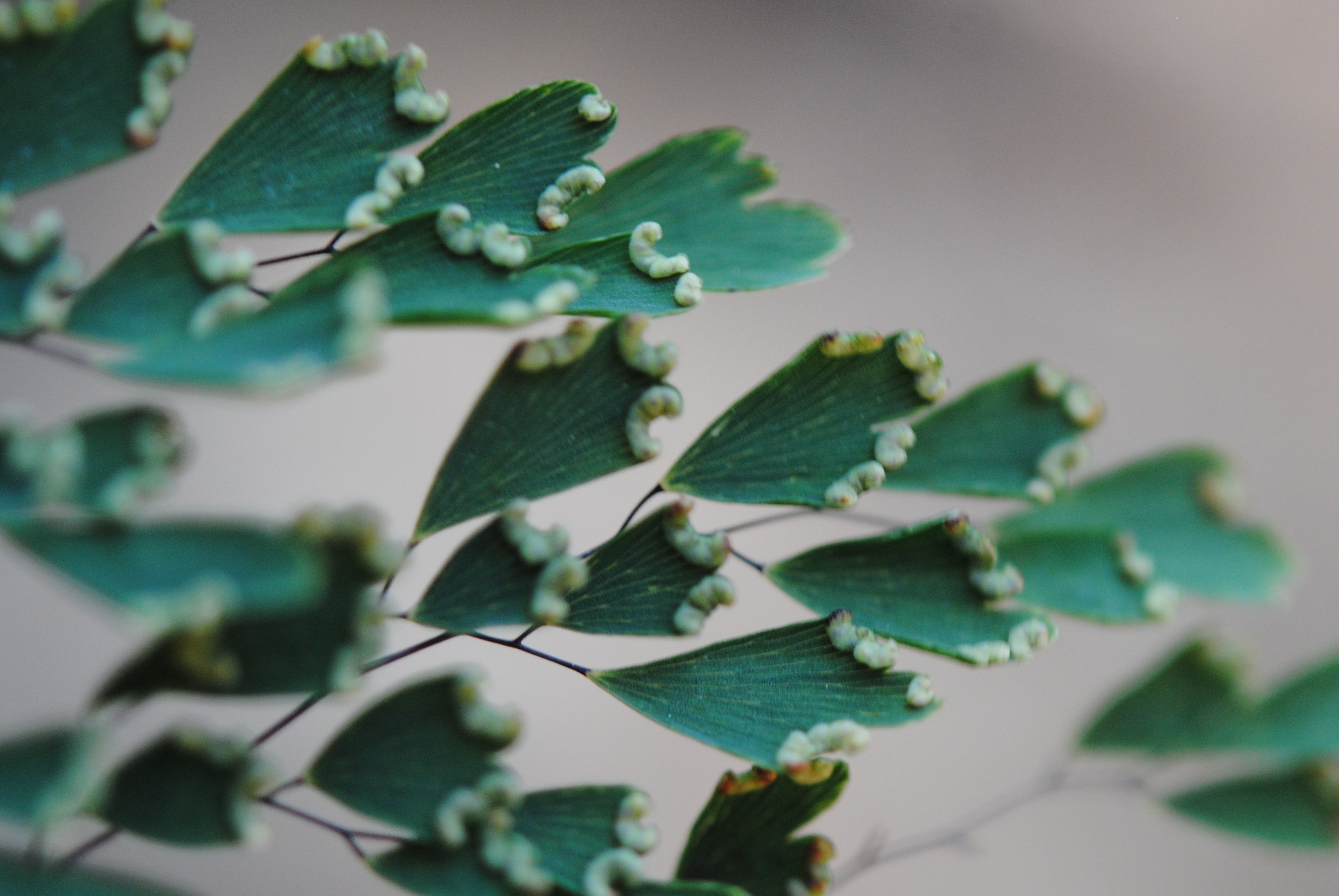 Adiantum andicola