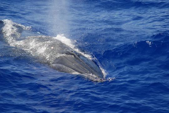 A Bryde's whale swims along the surface of the ocean.