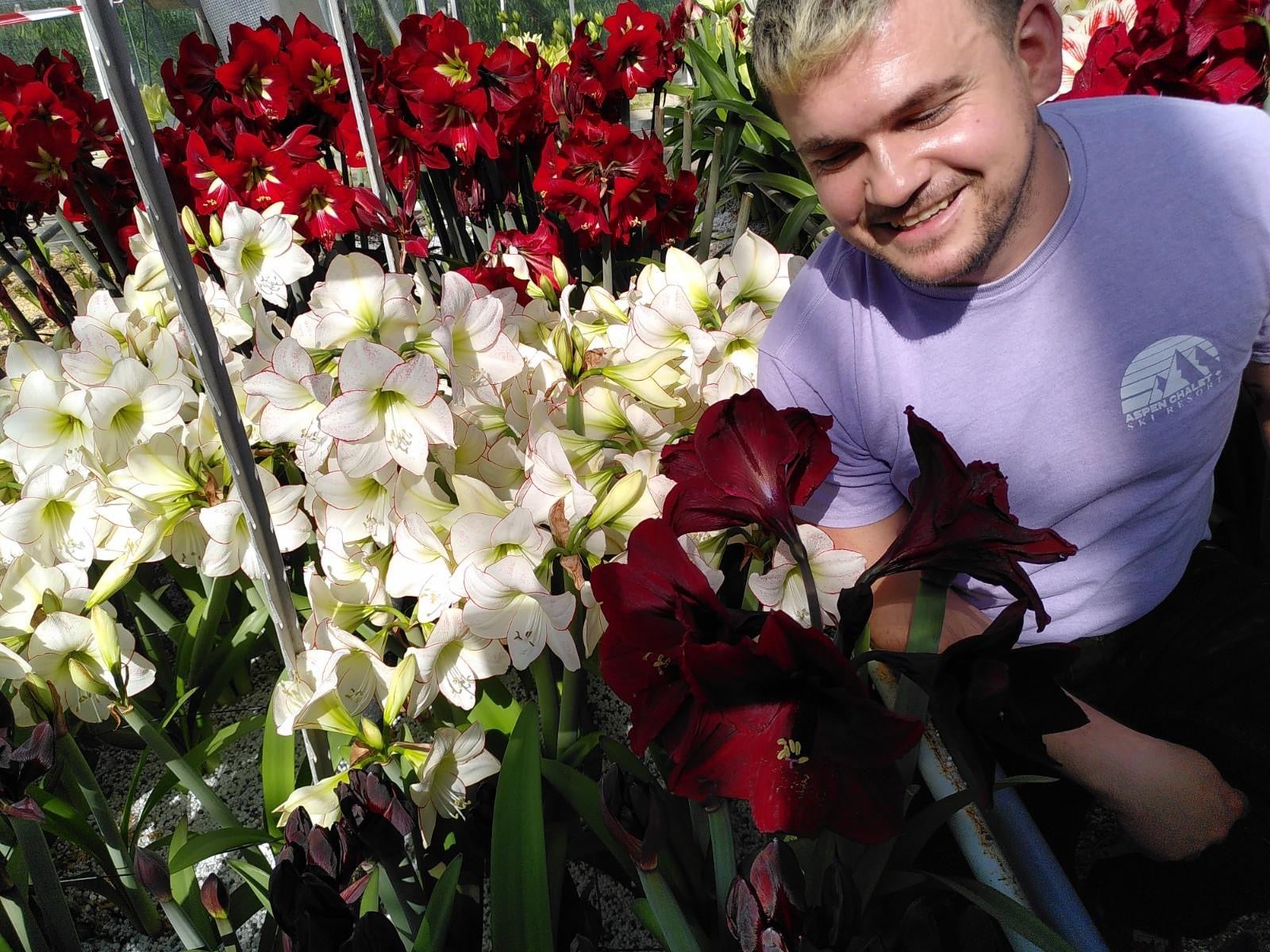 The Biggest Amaryllis Collection Ever!