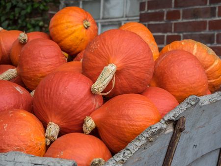 pumpkins in germany