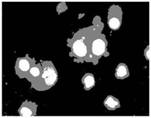 Cell image segmentaion by our method