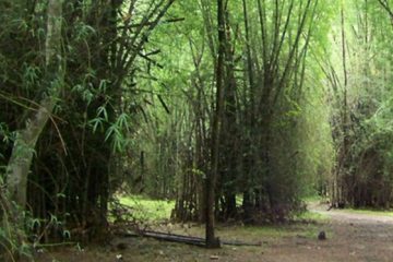 The Whispering Day Munnar