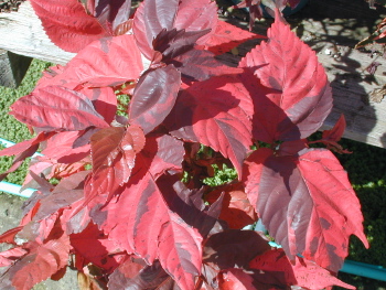 Acalypha Macrophylla