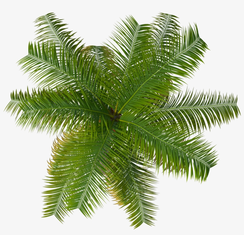 Top Tree Png