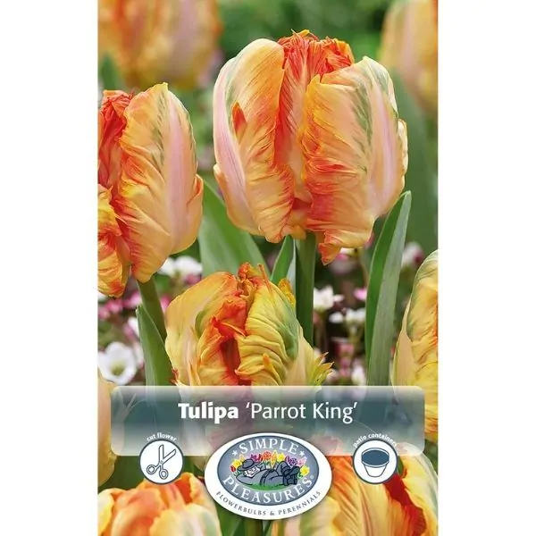 Tulip Parrot King