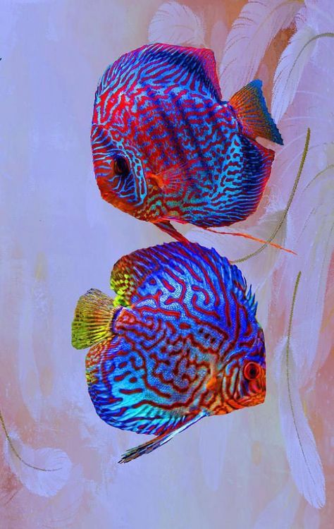 Wallpaper Ikan Discus