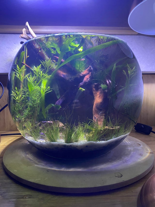 Aquascape Tank Bulat