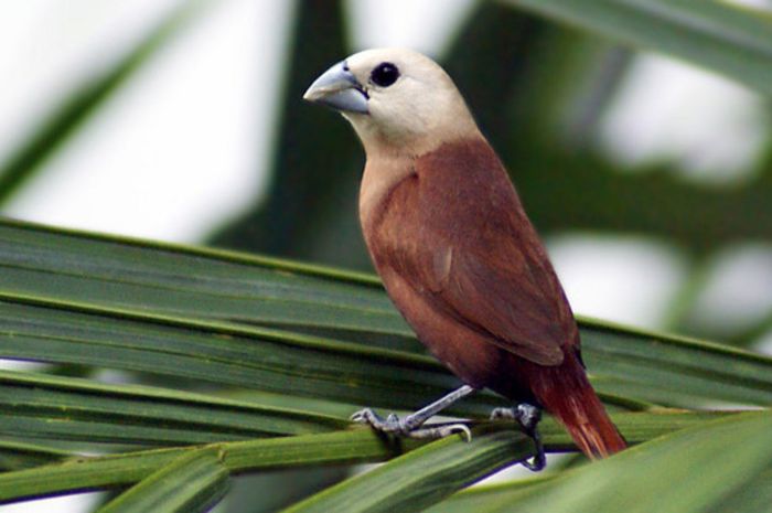 Burung Burung Kecil