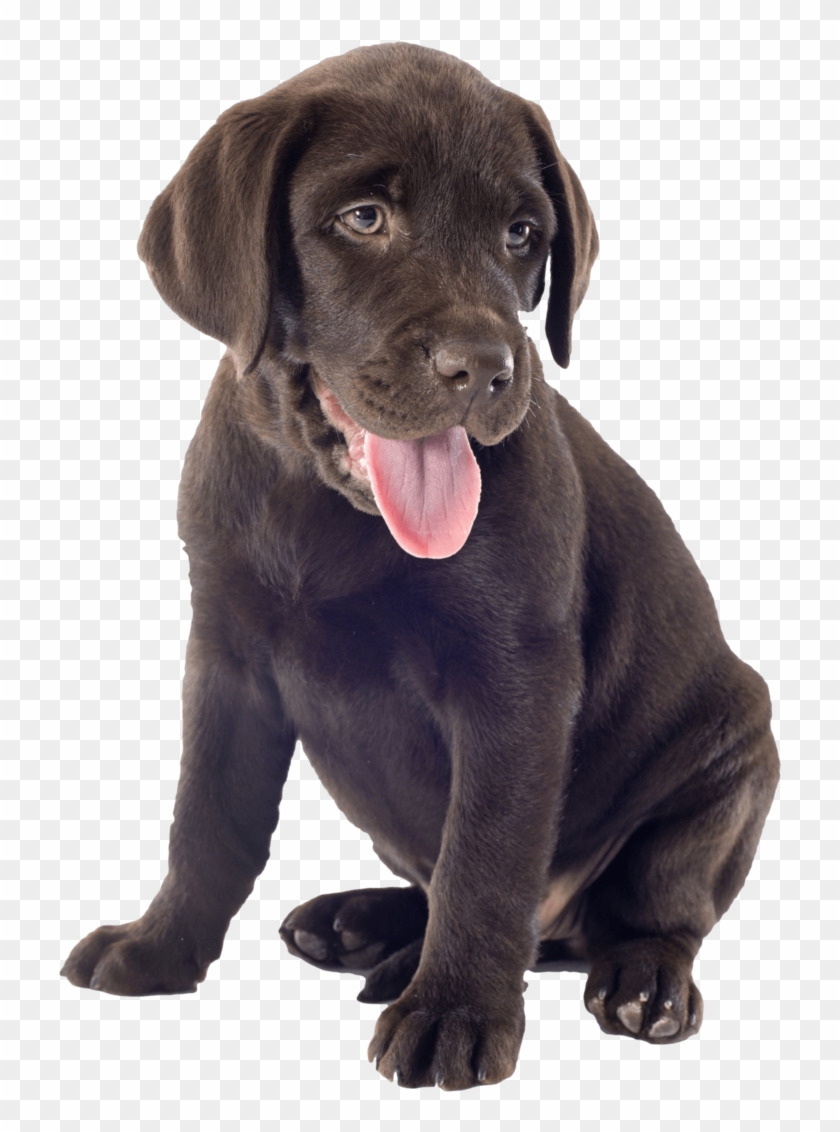 Chocolate Labrador Clipart